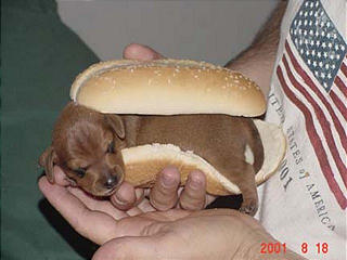 20080111171420-weinerdog.jpg