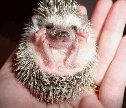 20080111171721-babyhedgehog-5f1.jpg
