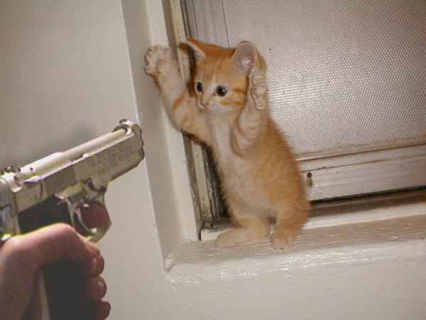 20080111171749-cat.jpg