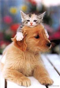 20080111171815-cat-20and-20dog.jpg